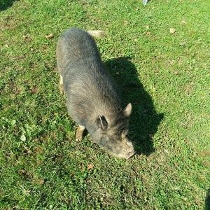 Meet your Posher, Ray